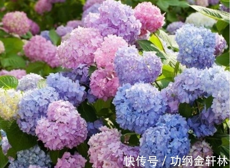 3种“漂亮又好养”的花,一开就是300多天,太好养