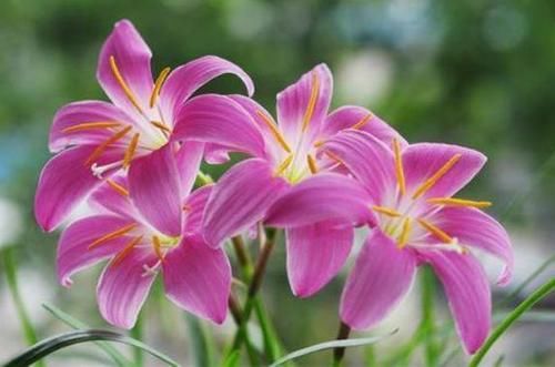 4种花对待新手很友好，家里养一盆，满屋飘香