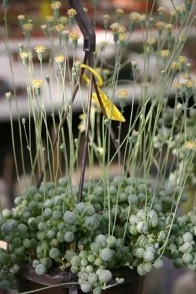 多肉达人手把手教你怎么把肉嘟嘟、圆滚滚的“锦上珠”养爆盆