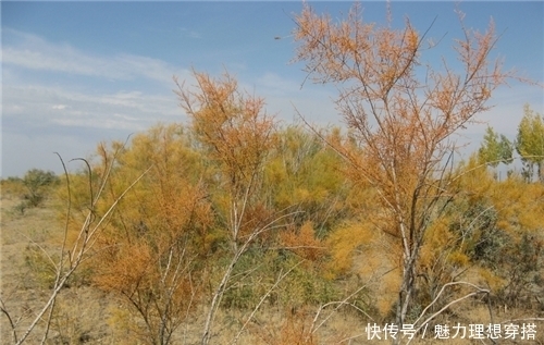 美食|他是我国最大一个省，美食却少的寒酸，但有一样非常出名