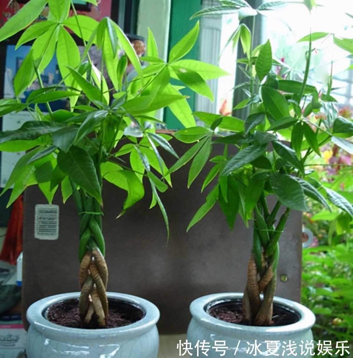 怕水多的“11种花”,家里若有管住手,养不好都是因为太勤了