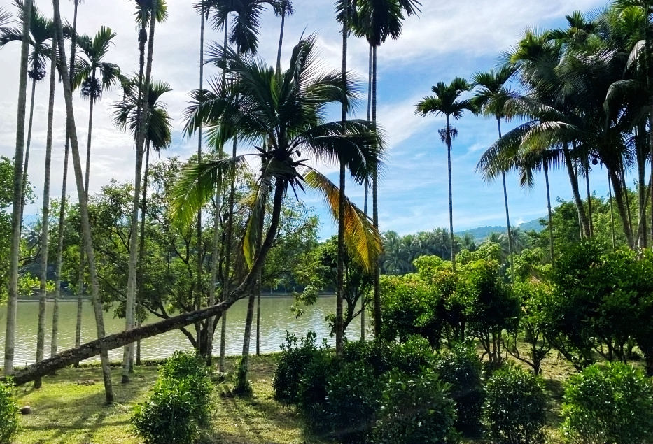 热带经济|美丽的植物园，独特的植物景观——游兴隆热带植物园