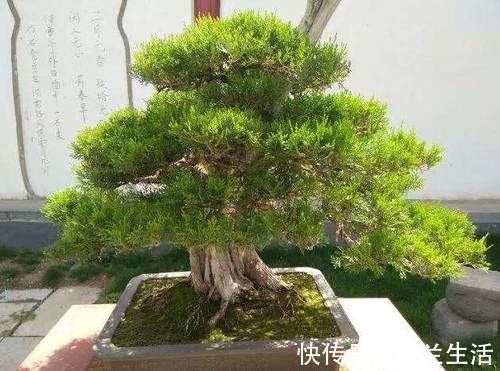 黄金万两|大户人家的院子里,为何喜欢养“黄杨”?2句古话或能解释