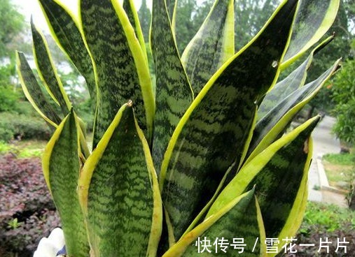 卧室养三种花,叶片绿,开花艳,空气清新,睡眠质量高