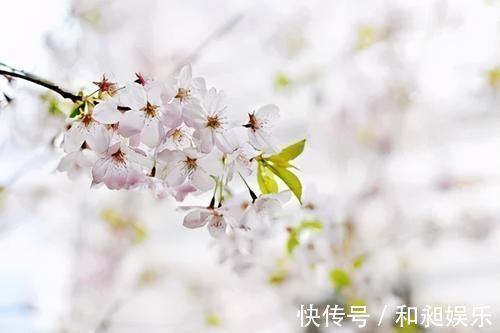 笋香!“梨花院落溶溶月,柳絮池塘淡淡风”:18句对偶诗词,美到哭!