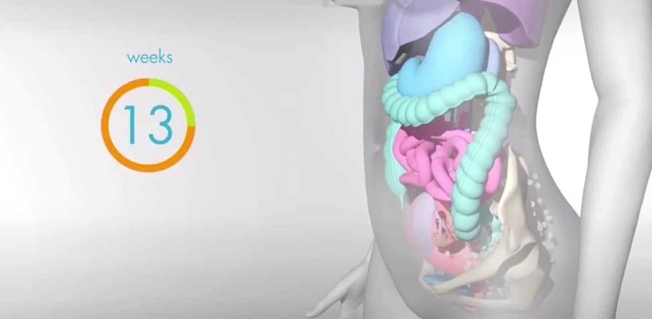 怀孕|怀孕之后,胎儿把妈妈的内脏挤到哪去了十张高清图带你了解