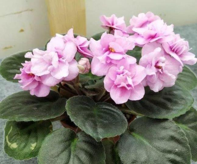 种花|4种花是“花卉中的劳模”，沾土就活，20天就能开花爆满盆