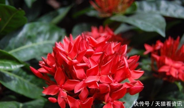 贱花|养花就养3种“贱花”,耐热耐晒更耐旱,满屋都飘香,夏天也爆盆