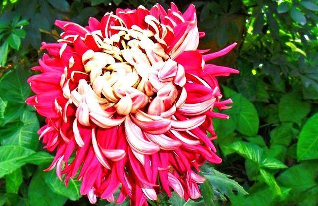 喜欢菊花,就养盆“菊中珍品”华清宫,似桃吐丹霞,亲切妖娆