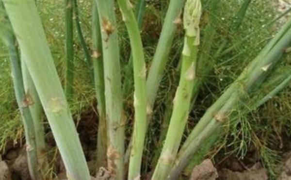 阳台种上两个菜,割完一茬又一茬半个月不用出门,竟好吃又养颜