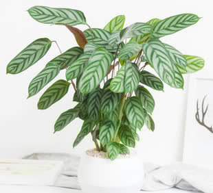 三月种上这些花，满足大水大肥大太阳，长势喜人装满盆！