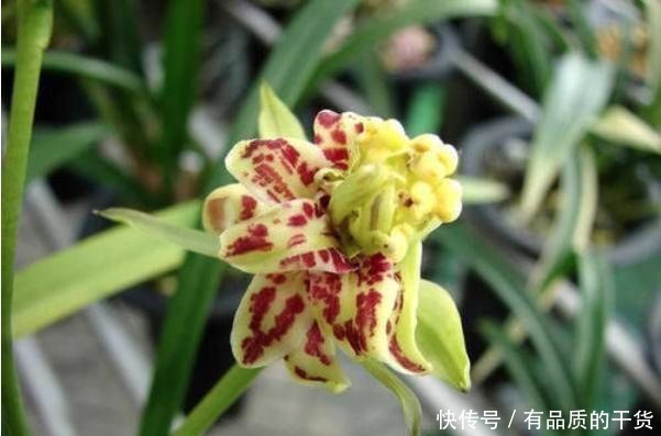 5月养这3种花,多用磷酸二氢钾,开花多!