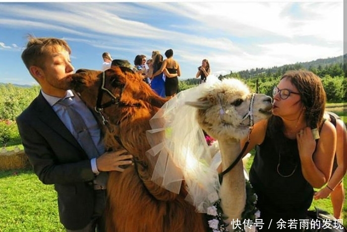 趣图:婚礼的时候一般会邀请什么人?嗯,草泥马伴娘没见过吧?