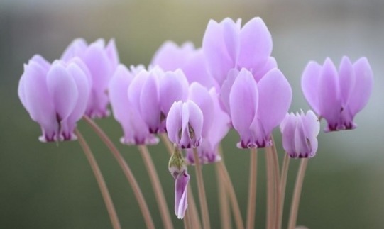 喜欢菊花,不如养盆“盆花之王”仙客来,花繁叶茂,色彩鲜艳