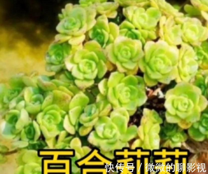 闻香识女人,大家闻过多肉淡淡的的香味吗?