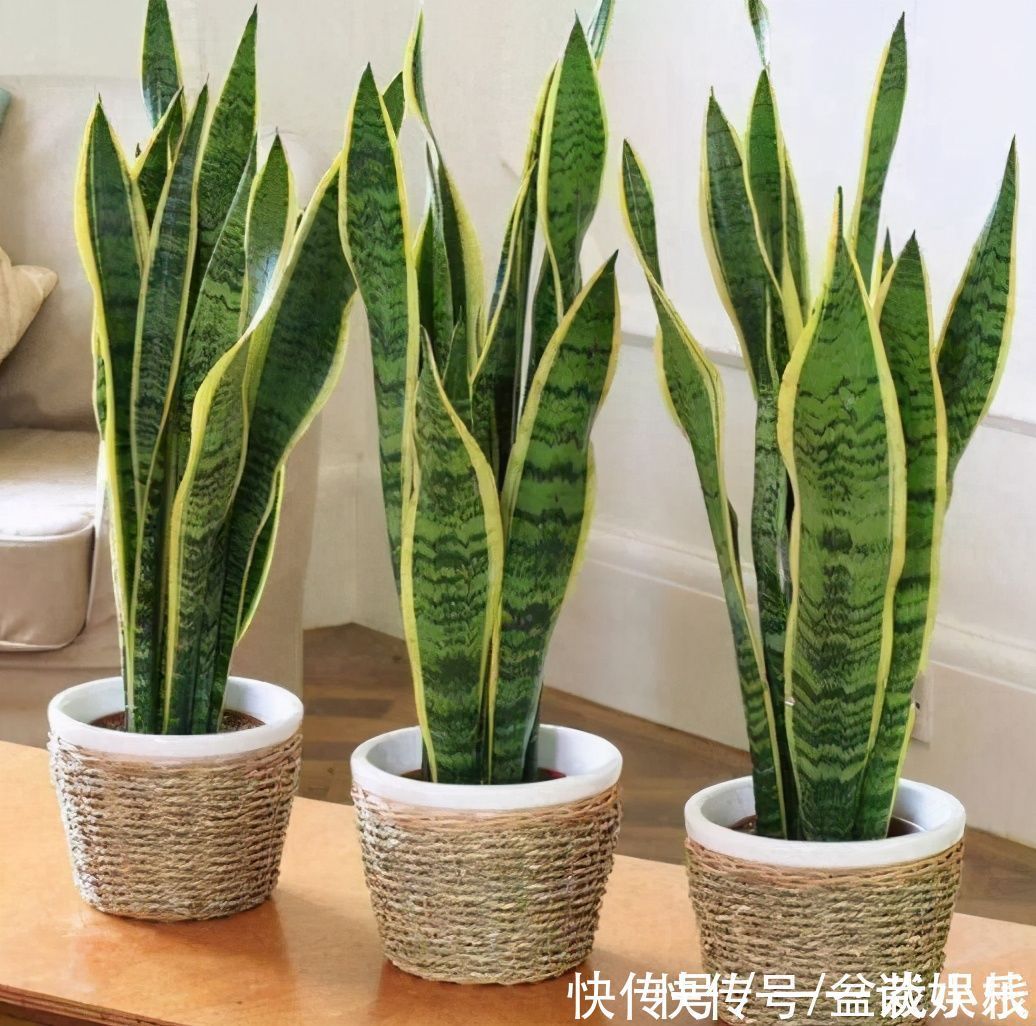 懒人花卉有哪些?6种花撒手养!关键还好看