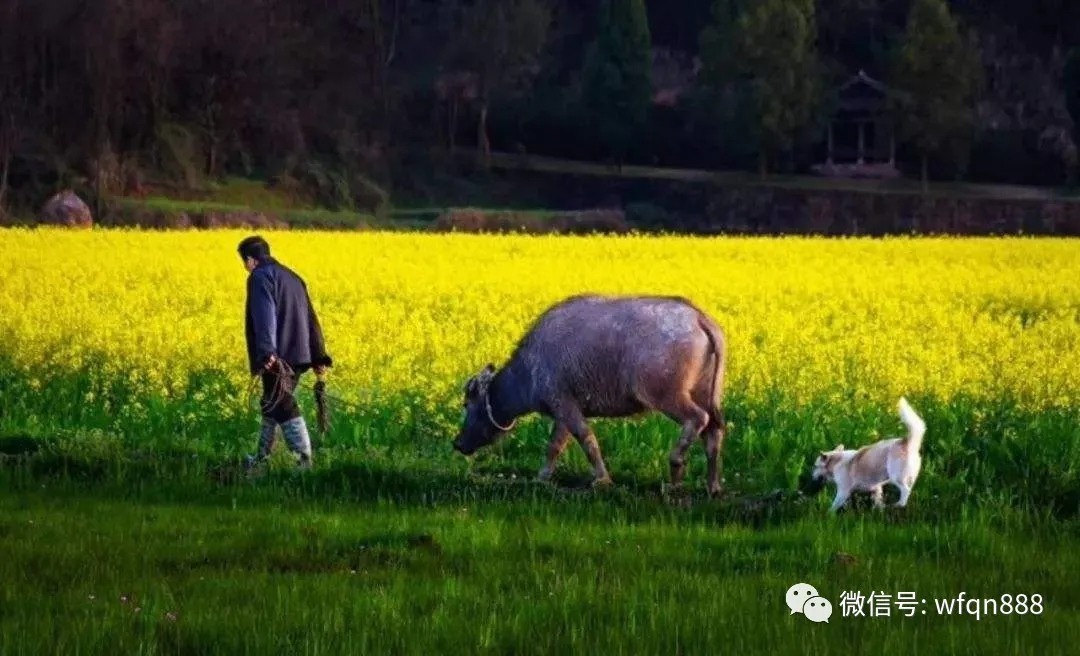 击壤歌#最早的古诗，流传了4000年，开头2句成千古名句，几乎人人会背