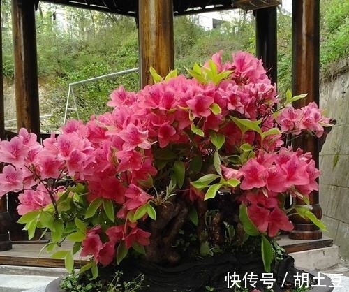 冬天养杜鹃花,了解掌握3个要点,顺利春化,来年开出层叠群花!