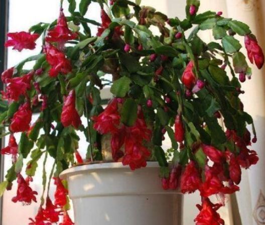 想要家里花不断,就养“2种花”,冷天也能开满头,漂亮又好养!