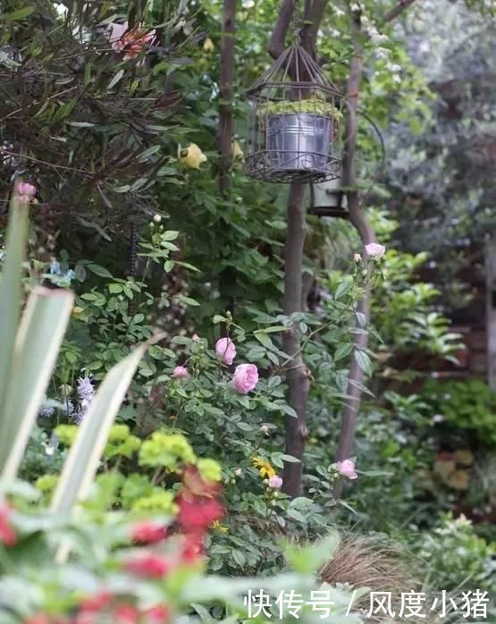 种植|家里有院子不如搞个种植池,这几样植物推荐给你