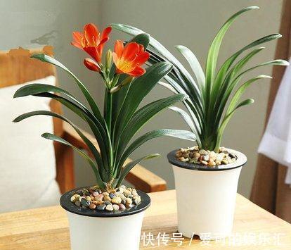 君子兰几月开花,怎样才能让它美美开花