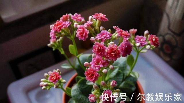 长寿花“长寿”，这几点不注意，照样掉叶子整棵死翘翘