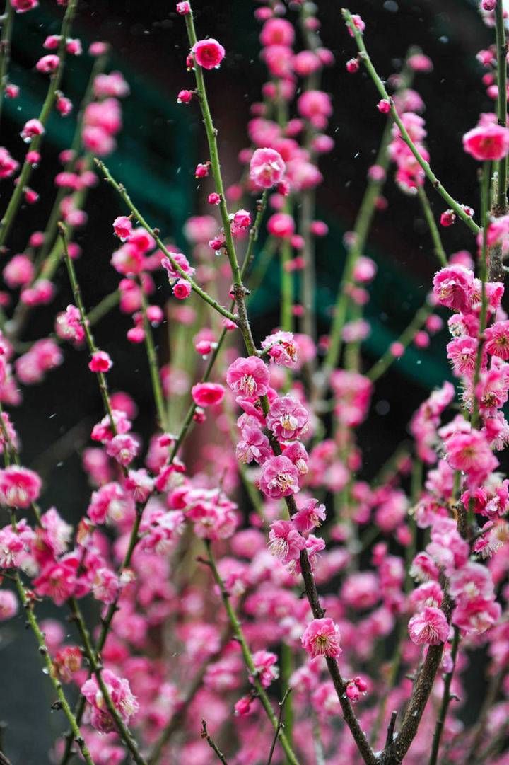 中年|春暖花开时，趵突泉踏雪寻梅来