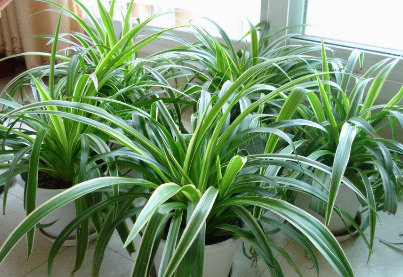 “10种花”好养又漂亮,有点散光就“生长”,花叶俱美,富贵大气