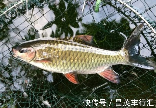 像极了草鱼,个头小却异常凶猛,钓鱼人的最爱,运气好才能钓到