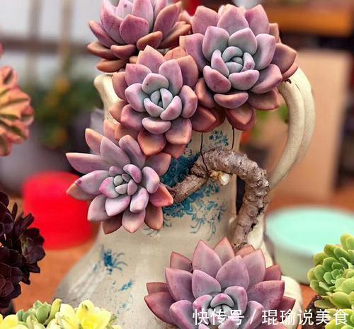 6种普货多肉,颜值高好养护,长成悬崖桩,看起来真过瘾!