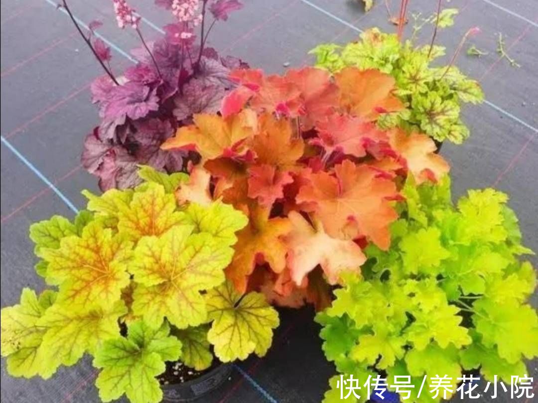 肾形草|3种花，好养又漂亮，叶子比花还美