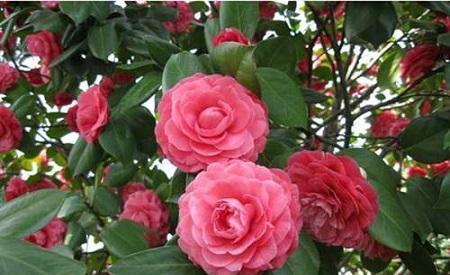 冬天养茶花,了解掌握3个要点,开出层叠群花,谁见了都夸美!