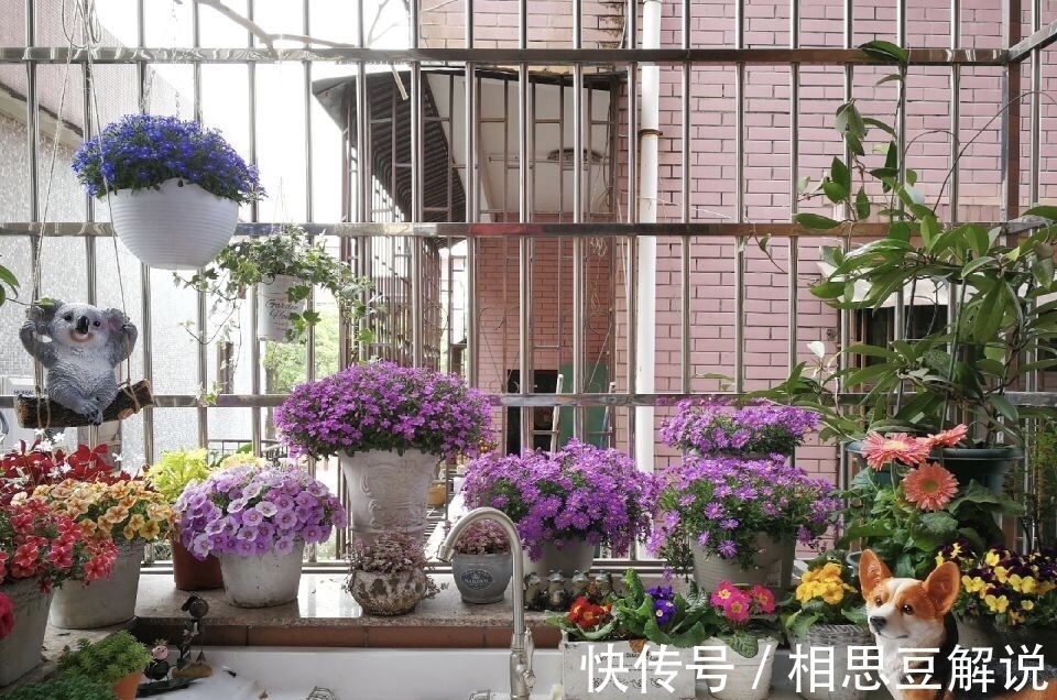 气根|养花很简单,看懂4个“信号”,就知道怎么养好了