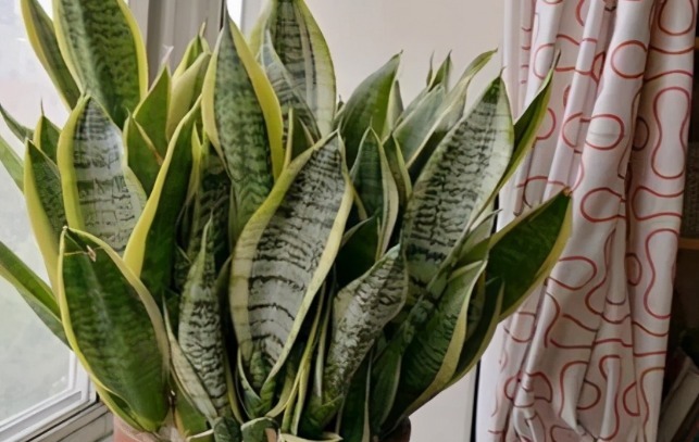 土壤|立春后,虎皮兰迟迟不出芽怎么办?满足4点,侧芽接连往外冒