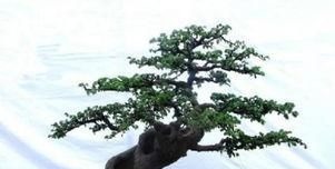 阳台再小,也要养3种花,小盆就能养,盆小水少长得快!