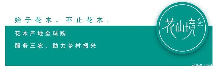 仙境花车惊艳亮相温江，花仙境努力践行公园城市的发展新理念