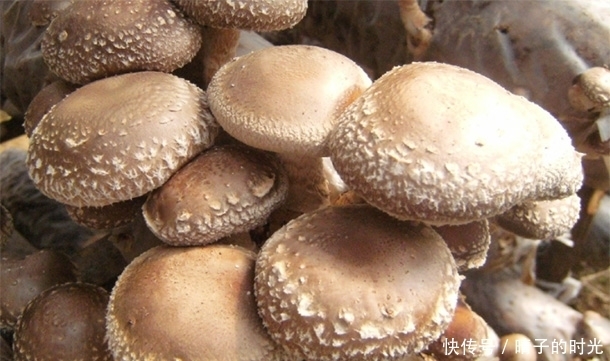 鲜香菇和干香菇,哪个营养更高?平时你都吃对了吗?为健康要了解