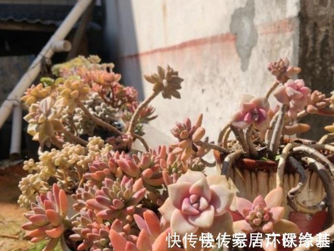 养多肉学会浇水事半功倍,5种水倒掉也别用,不然土壤板结有虫害