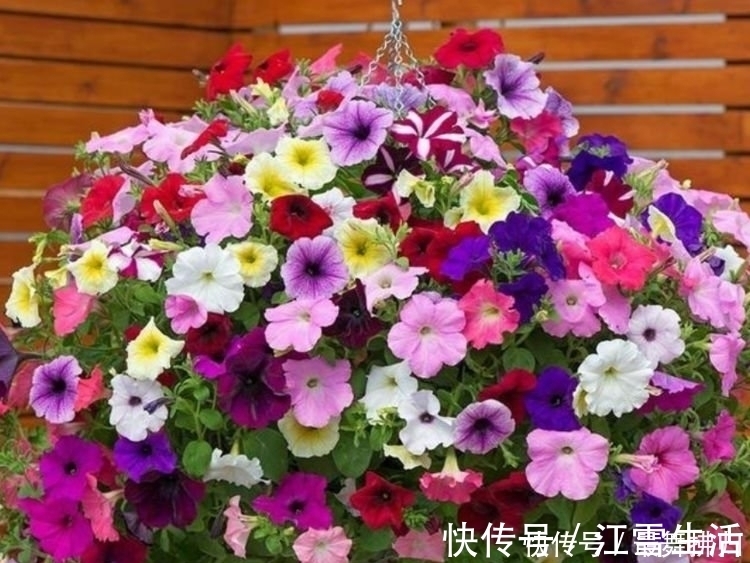 4种花给点水就呼呼长,旺宅添富贵,吉星照耀,八方聚财