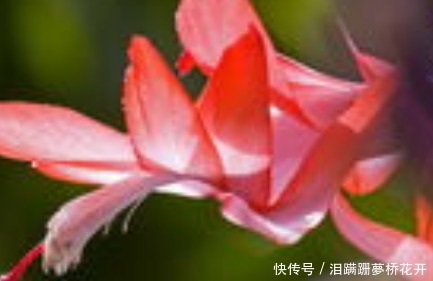 小技巧|家养蟹爪兰习惯性不开花学会这三个小技巧，轻松爆出大花球