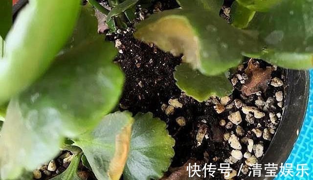 长寿|长寿花换土,切记避开“生死季”,换个时间段,沾土就生根