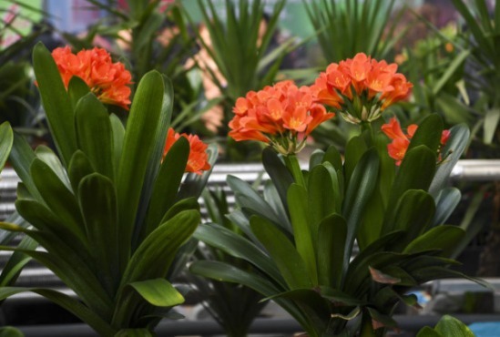 君子兰换盆，盆里埋“1种东西”，能养根，叶纹如网，一年2次花