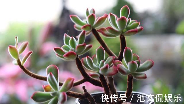 叶片|9月养多肉,做好“这1步”,告别叶片干瘪,7天恢复饱满肥嘟嘟