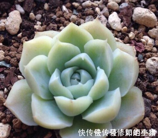 株型最紧凑的,状态最美的多肉,出状态美的跟有仙气一样的透明色