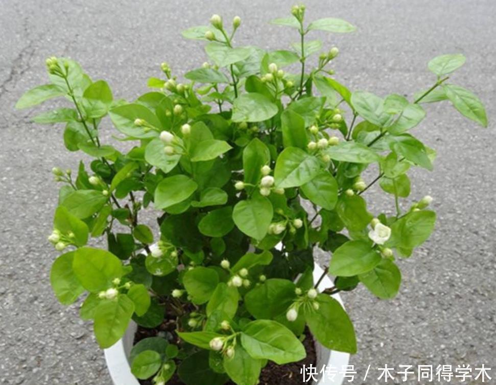 茉莉|茉莉花简单处理一下,开花一茬接一茬,整个夏天都有花看