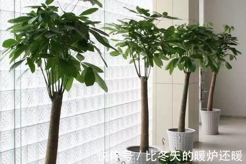 盆栽|室内养什么植物“风水”好？此6种盆栽，人养花，花亦养人