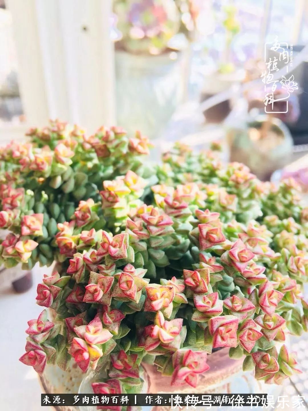 邂逅多肉，爱折腾的阳台党，总能收获简单纯粹的快乐！