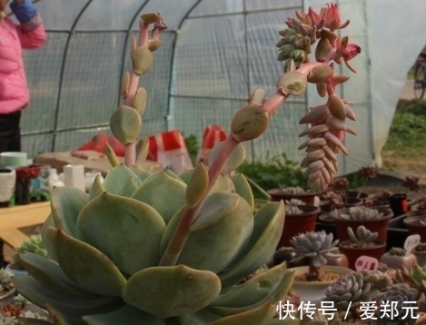 爆盆|蒂亚怎么爆盆,蒂亚养殖注意事项