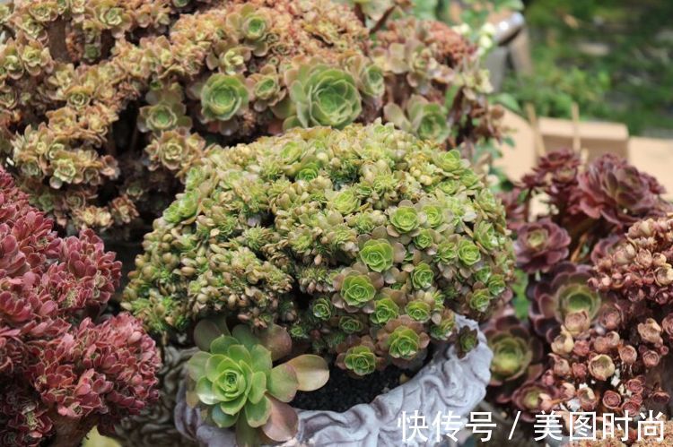 花草|历时一年，在31楼打造300㎡“屋顶花园”，如今美成了仙境