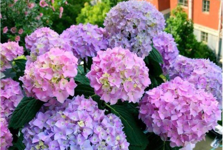 掐尖|家里就养“4种花”，漂亮花期长，花色艳丽，花开枝繁叶茂，美